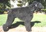 Welcome to Russian Guard Black Russian Terriers & American Hairless Terrier